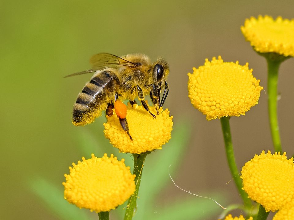 A pollinator